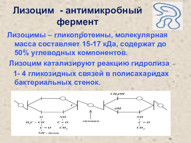 Лизоцим - антимикробный фермент Лизоцимы – гликопротеины, молекулярная масса составляет