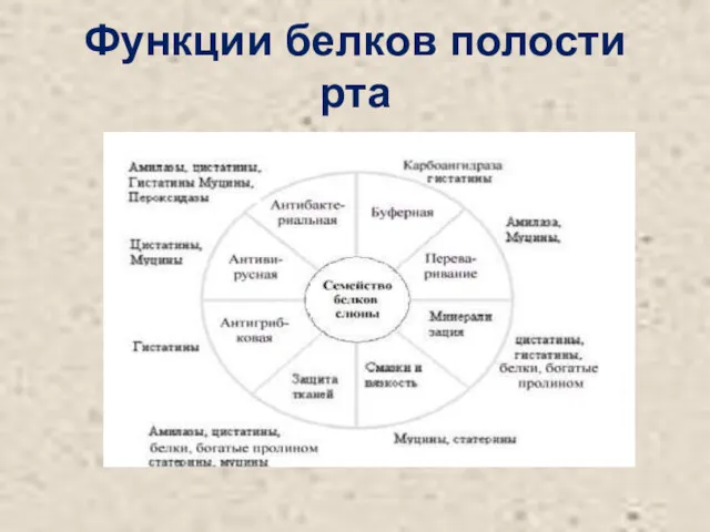 Функции белков полости рта