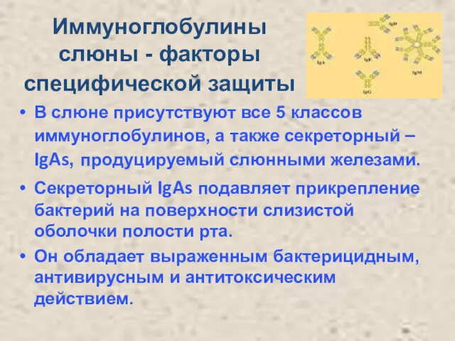 Иммуноглобулины слюны - факторы специфической защиты В слюне присутствуют все