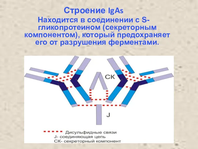 Строение IgAs Находится в соединении с S-гликопротеином (секреторным компонентом), который предохраняет его от разрушения ферментами.