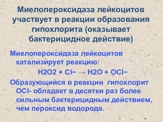 Миелопероксидаза лейкоцитов участвует в реакции образования гипохлорита (оказывает бактерицидное действие)