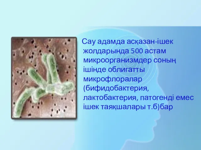 Сау адамда асқазан-ішек жолдарында 500 астам микроорганизмдер соның ішінде облигатты
