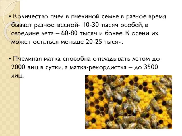 Количество пчел в пчелиной семье в разное время бывает разное: