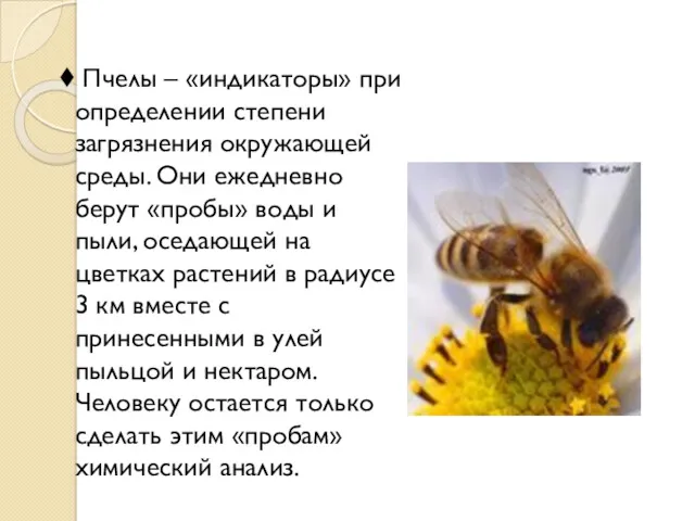 Пчелы – «индикаторы» при определении степени загрязнения окружающей среды. Они