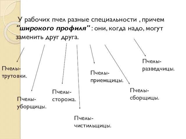 У рабочих пчел разные специальности , причем "широкого профиля" :