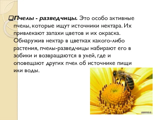 Пчелы - разведчицы. Это особо активные пчелы, которые ищут источники