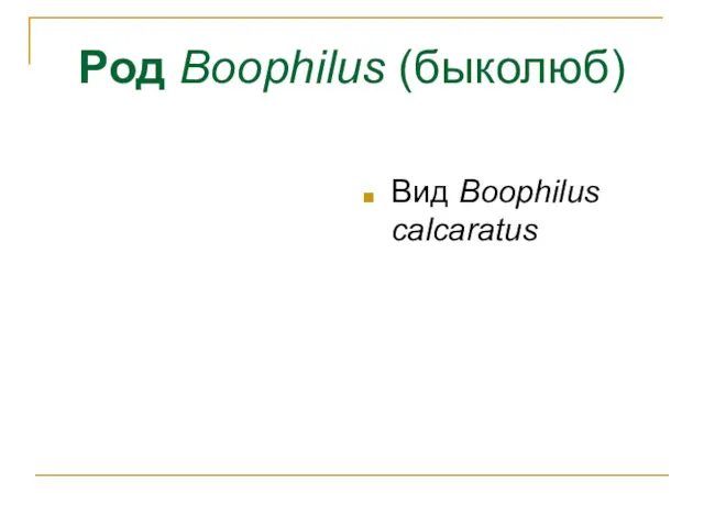 Род Boophilus (быколюб) Вид Boophilus calcaratus