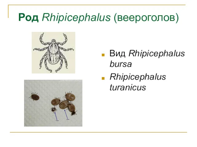 Род Rhipicephalus (веероголов) Вид Rhipicephalus bursa Rhipicephalus turanicus