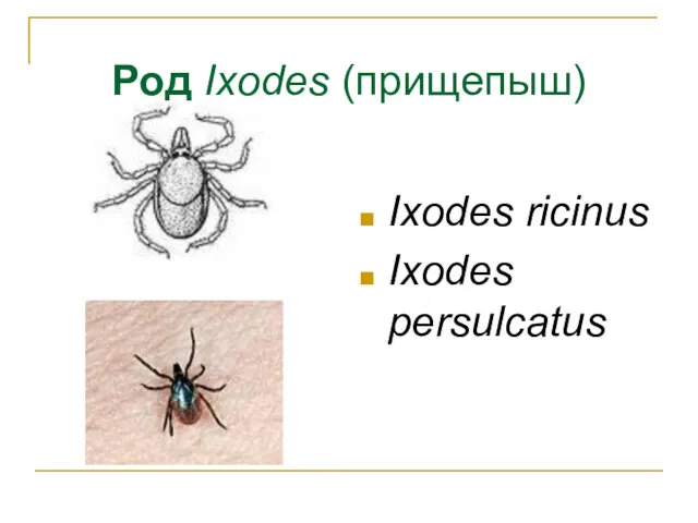 Род Ixodes (прищепыш) Ixodes ricinus Ixodes persulcatus