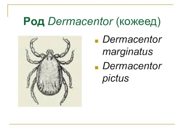 Род Dermacentor (кожеед) Dermacentor marginatus Dermacentor pictus