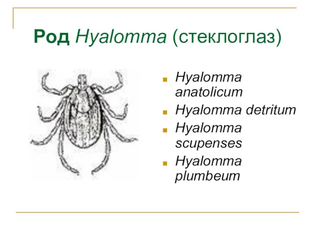 Род Hyalomma (стеклоглаз) Hyalomma anatolicum Hyalomma detritum Hyalomma scupenses Hyalomma plumbeum