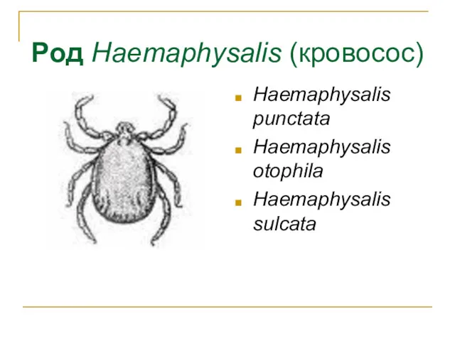 Род Haemaphysalis (кровосос) Haemaphysalis punctata Haemaphysalis otophila Haemaphysalis sulcata