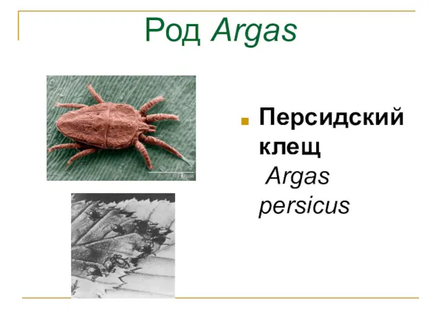 Род Argas Персидский клещ Argas persicus
