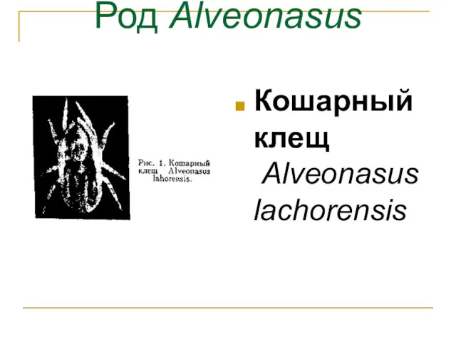 Род Alveonasus Кошарный клещ Alveonasus lachorensis