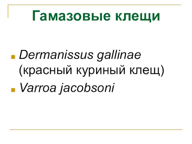 Гамазовые клещи Dermanissus gallinae (красный куриный клещ) Varroa jacobsoni