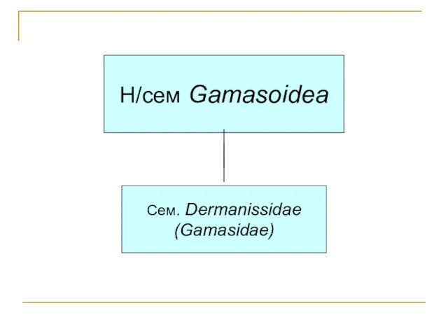 Н/сем Gamasoidea Сем. Dermanissidae (Gamasidae)