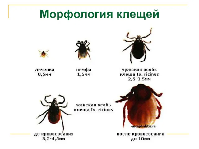 Морфология клещей