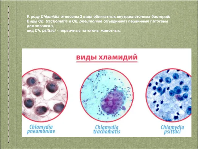 К роду Chlamidia отнесены 3 вида облигатных внутриклеточных бактерий: Виды Ch. trachomatis и