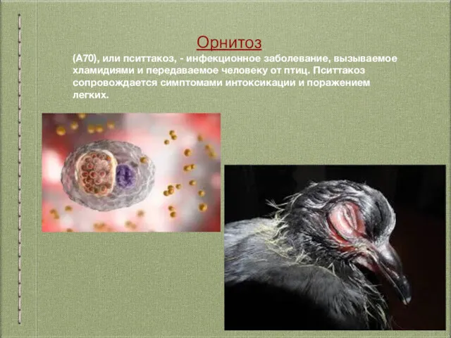 Орнитоз (А70), или пситтакоз, - инфекционное заболевание, вызываемое хламидиями и передаваемое человеку от