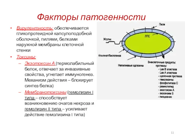 Факторы патогенности Вирулентность: обеспечивается гликопротеидной капсулоподобной оболочкой, пилями, белками наружной мембраны клеточной стенки