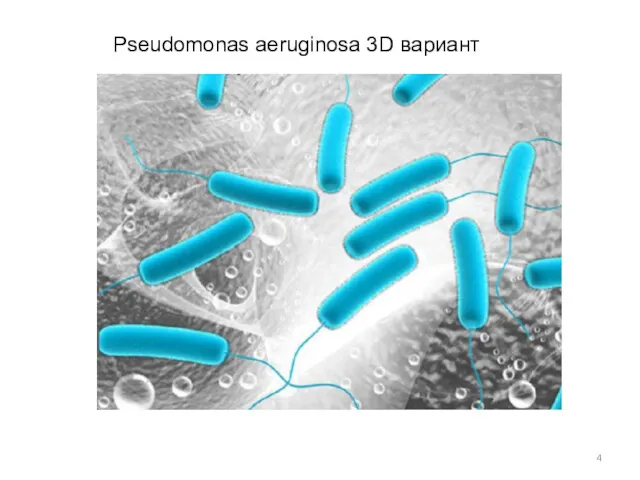 Pseudomonas aeruginosa 3D вариант