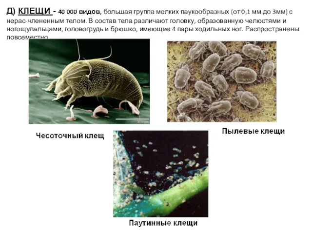 Д) КЛЕЩИ - 40 000 видов, большая группа мелких паукообразных