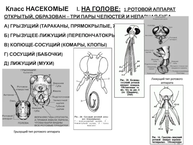 Класс НАСЕКОМЫЕ I. НА ГОЛОВЕ: 1.РОТОВОЙ АППАРАТ ОТКРЫТЫЙ, ОБРАЗОВАН –