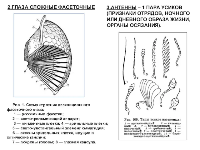 2.ГЛАЗА СЛОЖНЫЕ ФАСЕТОЧНЫЕ Рис. 1. Схема строения аппозиционного фасеточного глаза: