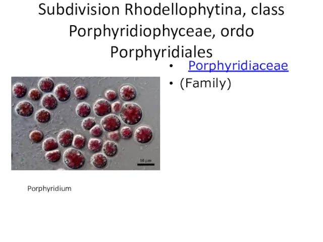 Subdivision Rhodellophytina, class Porphyridiophyceae, ordo Porphyridiales Porphyridiaceae (Family) Porphyridium