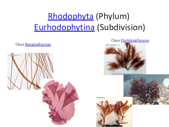 Rhodophyta (Phylum) Eurhodophytina (Subdivision) Class Florideophyceae Class Bangiophyceae