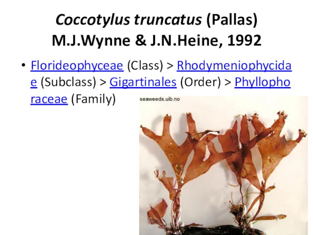 Coccotylus truncatus (Pallas) M.J.Wynne & J.N.Heine, 1992 Florideophyceae (Class) >