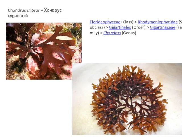 Chondrus cripsus – Хондрус курчавый Florideophyceae (Class) > Rhodymeniophycidae (Subclass)