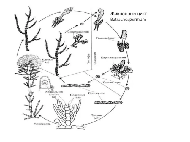 Жизненный цикл Batrachospermum