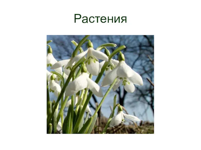 Растения