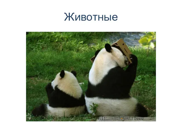 Животные