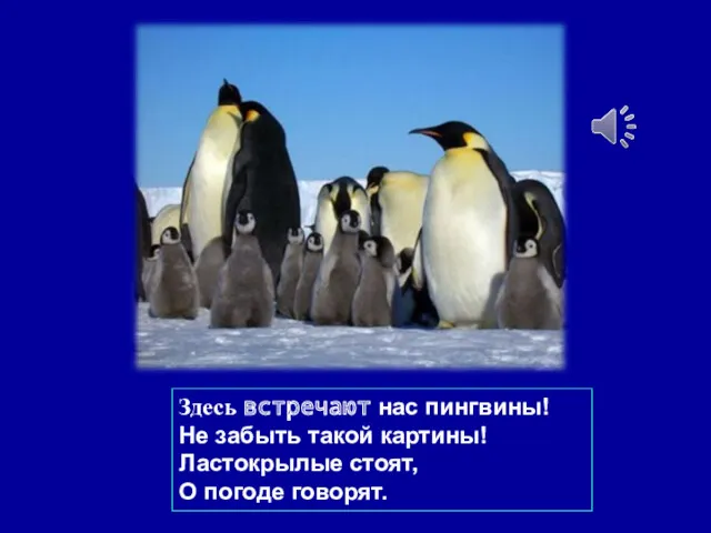 Здесь встречают нас пингвины! Не забыть такой картины! Ластокрылые стоят, О погоде говорят.