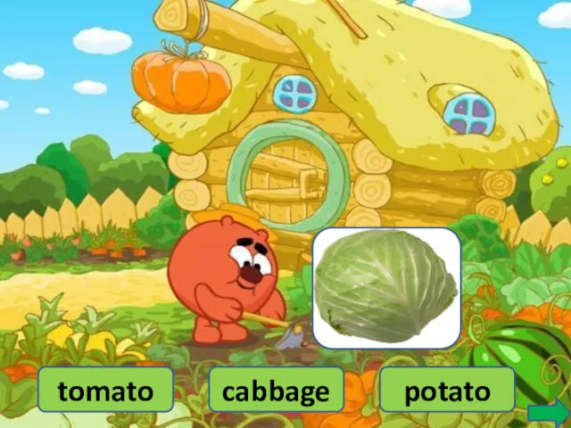 cabbage tomato potato