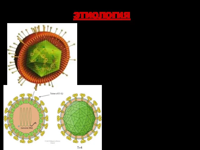 этиология Вирус краснухи входит в семейства Togaviridae, рода Rubivirus. Вирус краснухи не относится