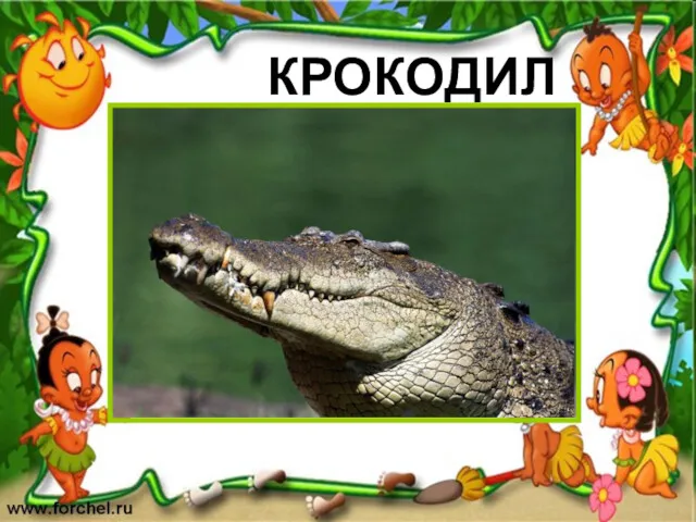 КРОКОДИЛ