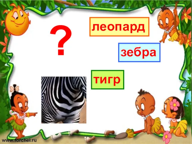 леопард тигр зебра ?