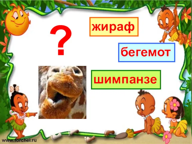 жираф шимпанзе бегемот ?