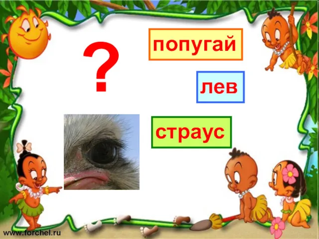 попугай страус лев ?