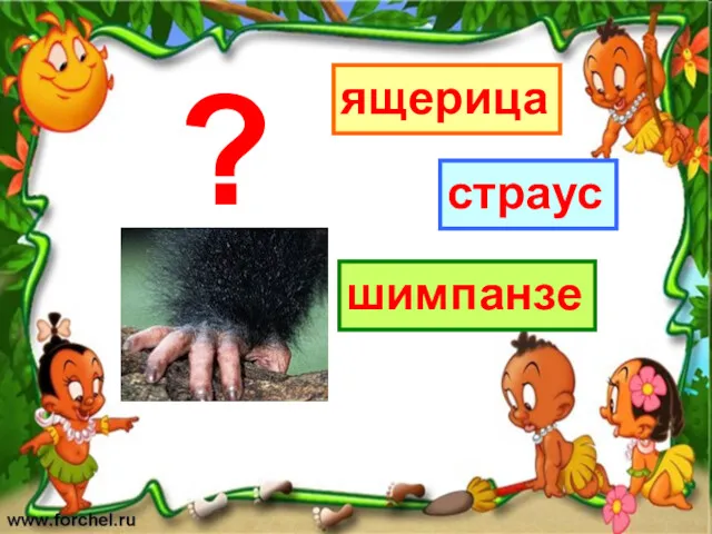 ящерица шимпанзе страус ?