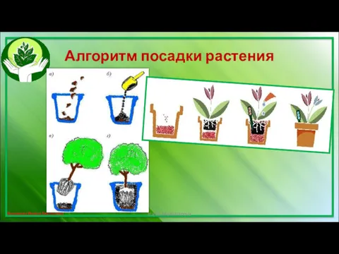 Алгоритм посадки растения Iraida Mokshanova