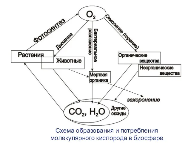 Схема образования и потребления молекулярного кислорода в биосфере