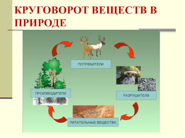 КРУГОВОРОТ ВЕЩЕСТВ В ПРИРОДЕ