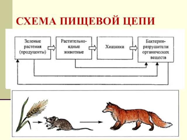 СХЕМА ПИЩЕВОЙ ЦЕПИ