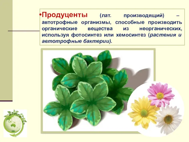 Продуценты (лат. производящий) – автотрофные организмы, способные производить органические вещества