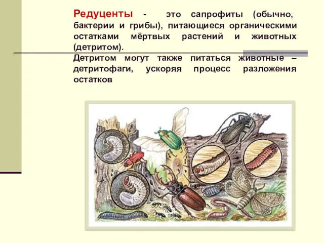 Редуценты - это сапрофиты (обычно, бактерии и грибы), питающиеся органическими