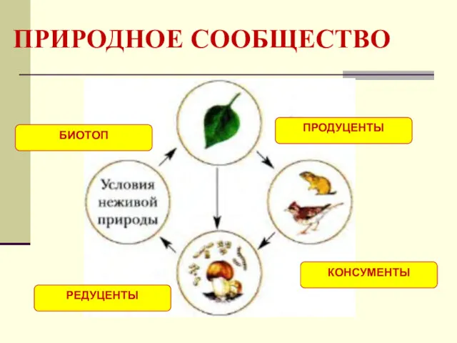 ПРИРОДНОЕ СООБЩЕСТВО ПРОДУЦЕНТЫ КОНСУМЕНТЫ РЕДУЦЕНТЫ БИОТОП